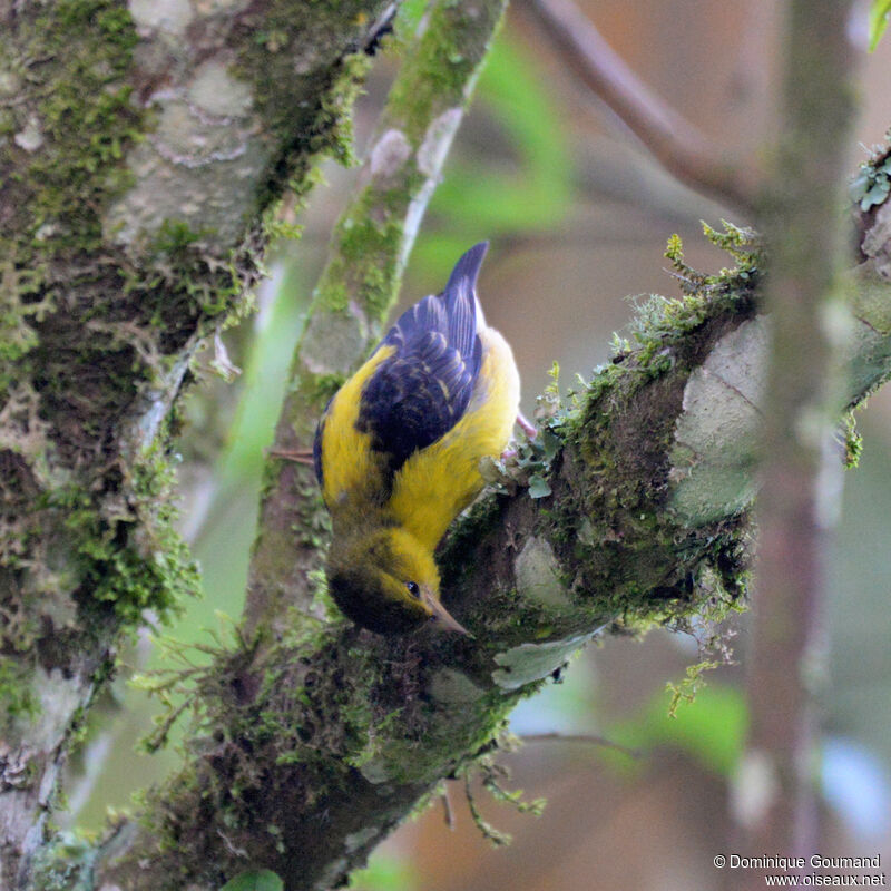 Brown-capped Weaver female adult, identification