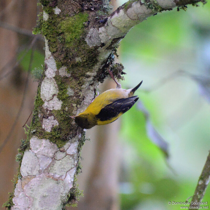 Brown-capped Weaver female adult, identification