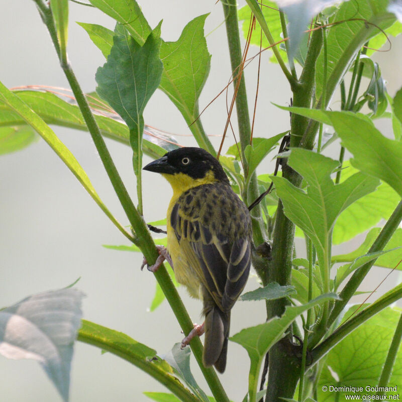 Baglafecht Weaver male adult breeding, identification