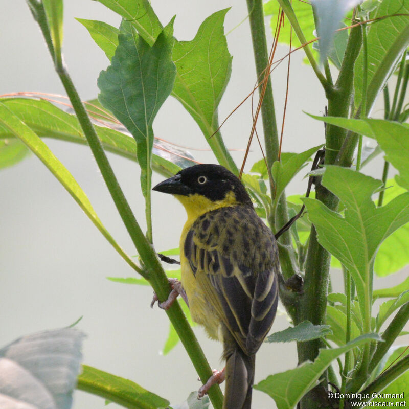 Baglafecht Weaver male adult breeding, close-up portrait