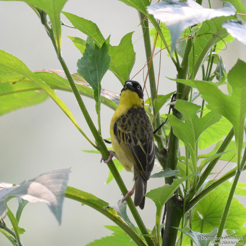 Baglafecht Weaver male adult breeding, identification