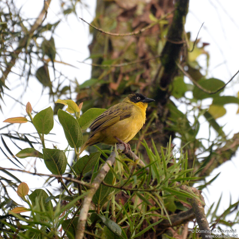 Baglafecht Weaveradult, identification