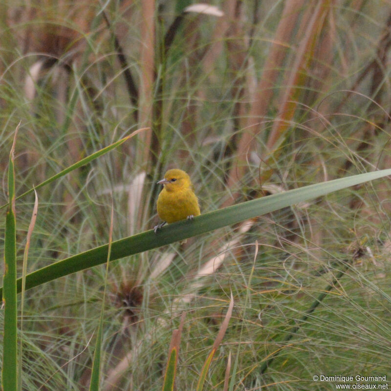 Tisserin de Pelzeln femelle adulte, habitat