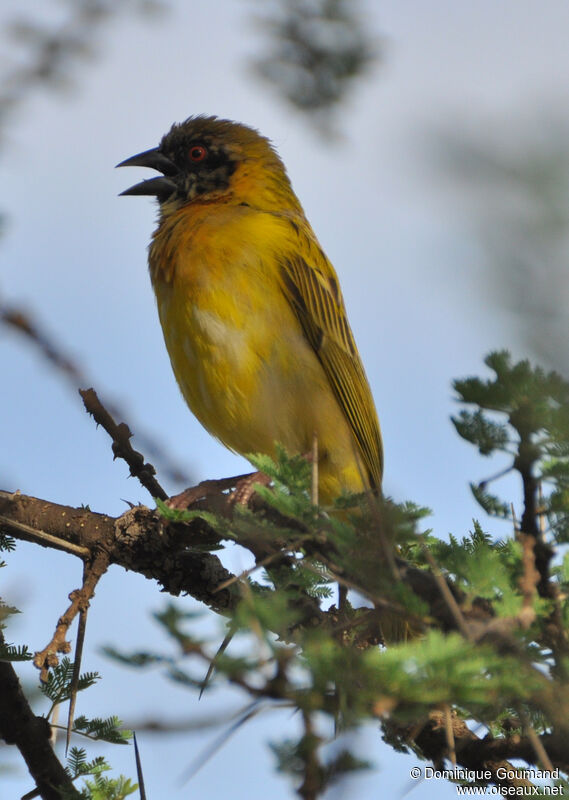 Village Weaver