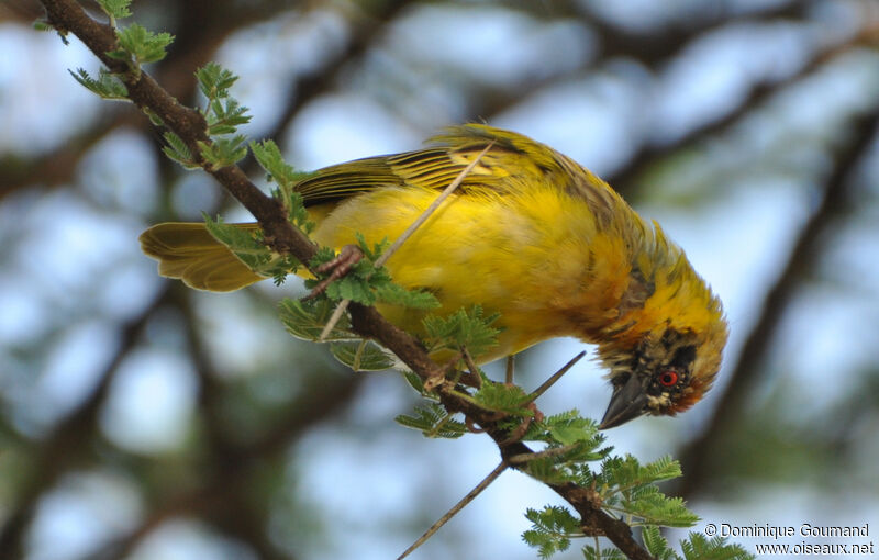 Village Weaver female adult