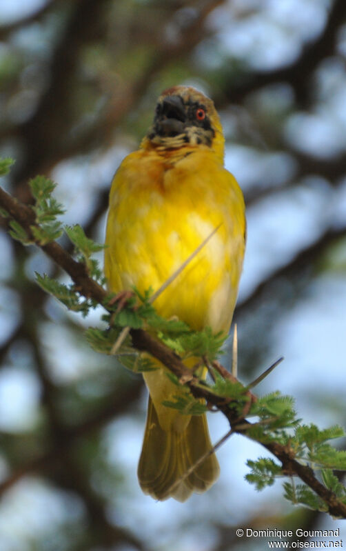 Village Weaver male adult transition