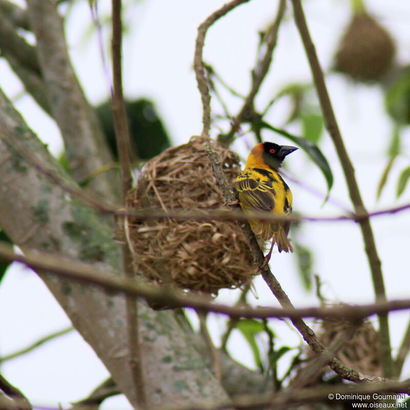 Tisserin gendarme mâle adulte, habitat, Nidification