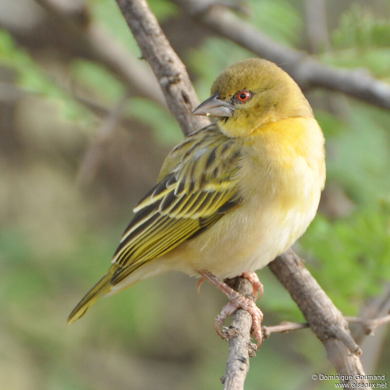 Vitelline Masked Weaveradult