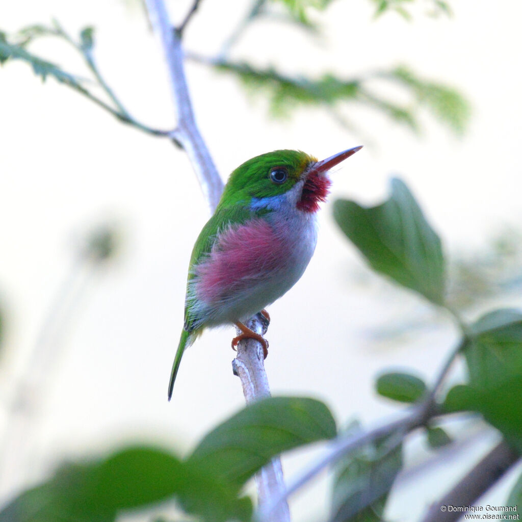 Todier de Cubaadulte, identification