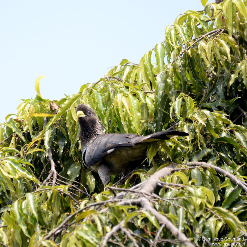 Eastern Plantain-eateradult, identification