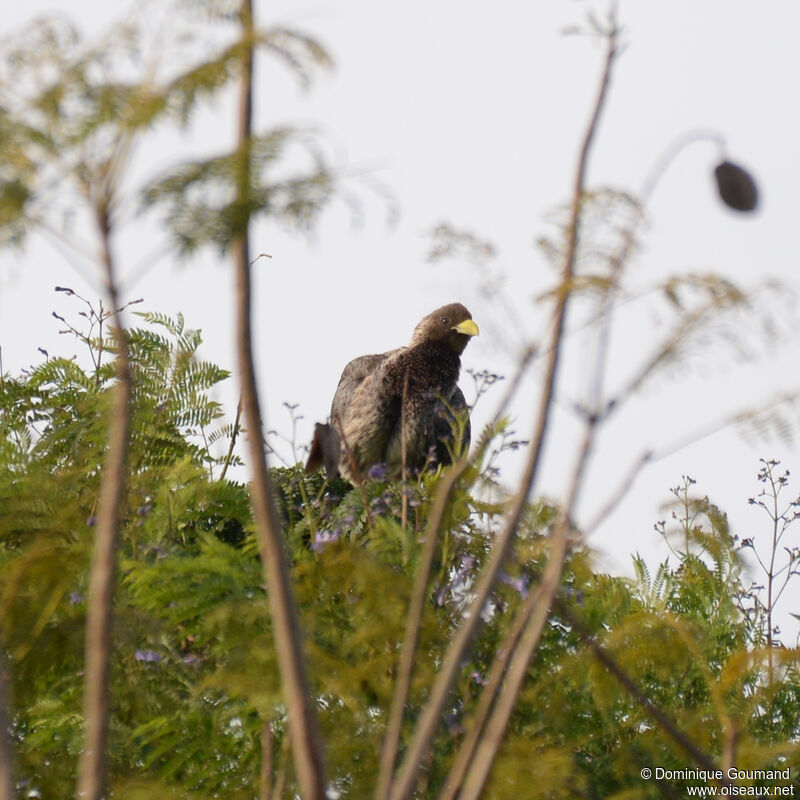 Eastern Plantain-eateradult, habitat