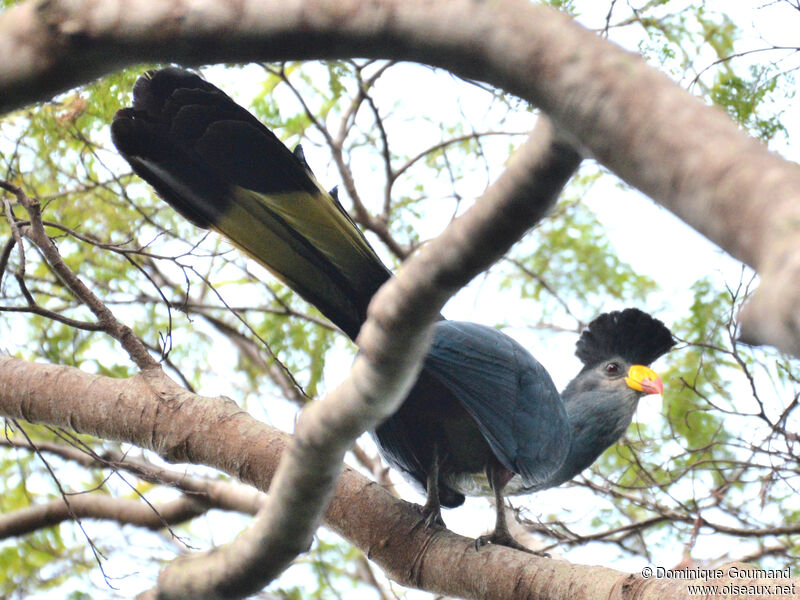 Great Blue Turacoadult