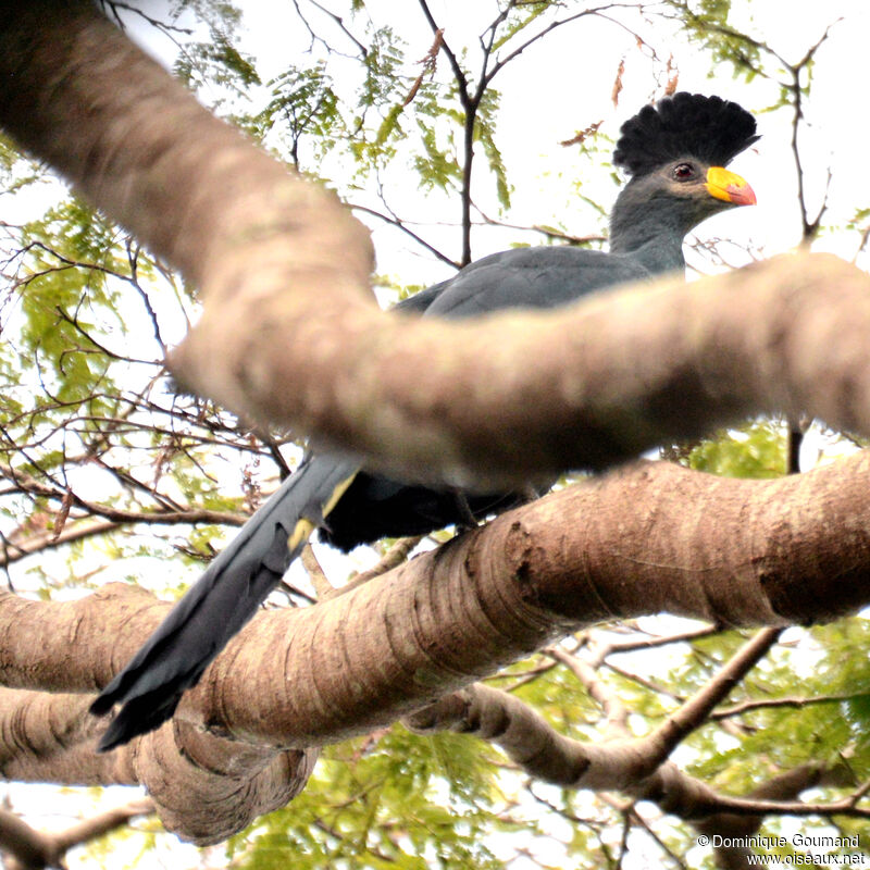 Great Blue Turacoadult