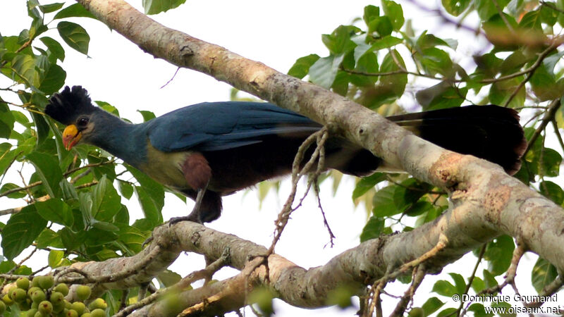 Great Blue Turacoadult