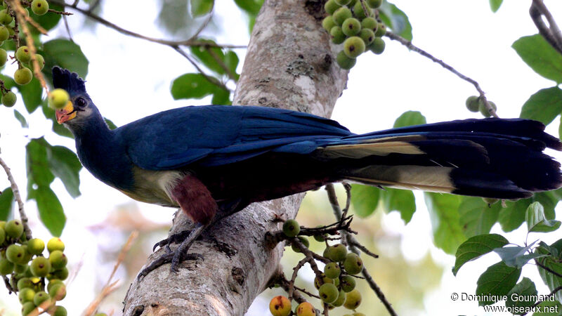 Great Blue Turacoadult