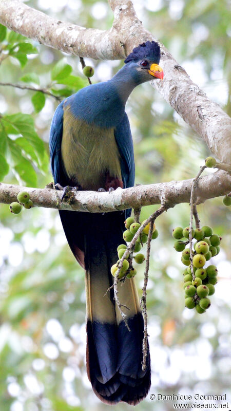 Great Blue Turacoadult