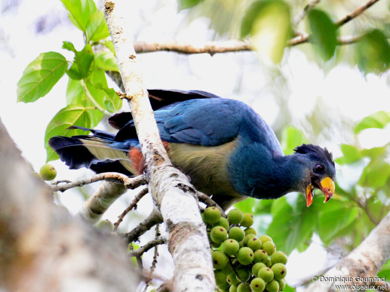 Great Blue Turacoadult