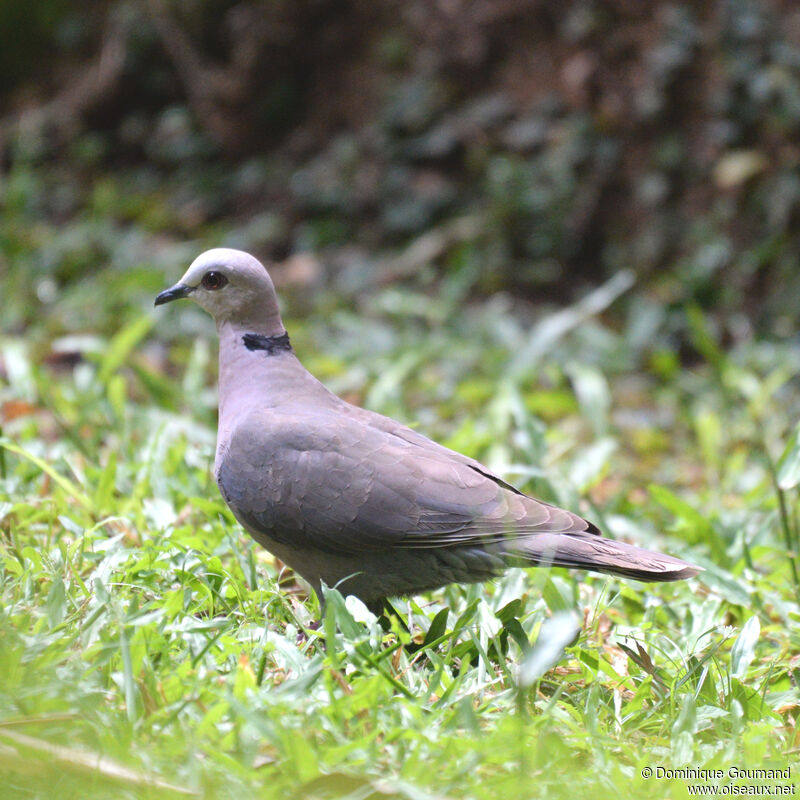 Tourterelle à collieradulte, identification