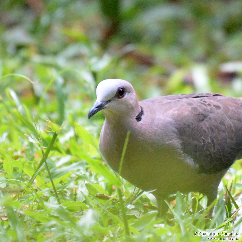 Tourterelle à collieradulte, portrait