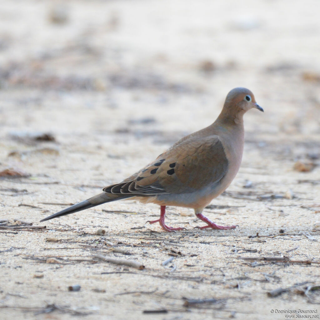 Mourning Dove male adult