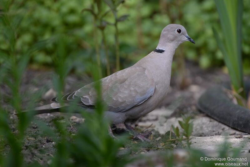 Eurasian Collared Doveadult