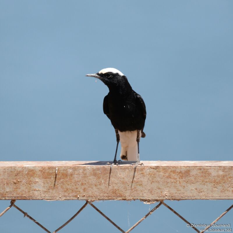 White-crowned Wheatearadult