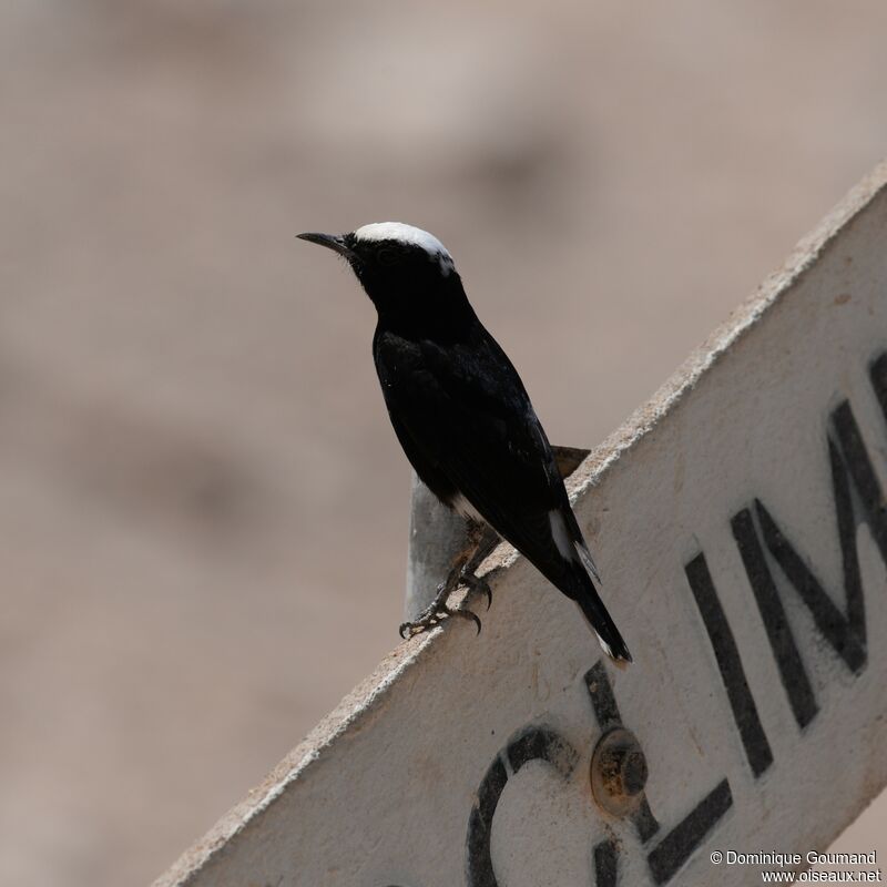 White-crowned Wheatearadult