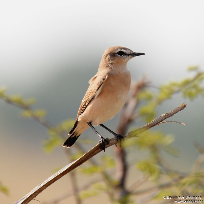 Isabelline Wheatearadult