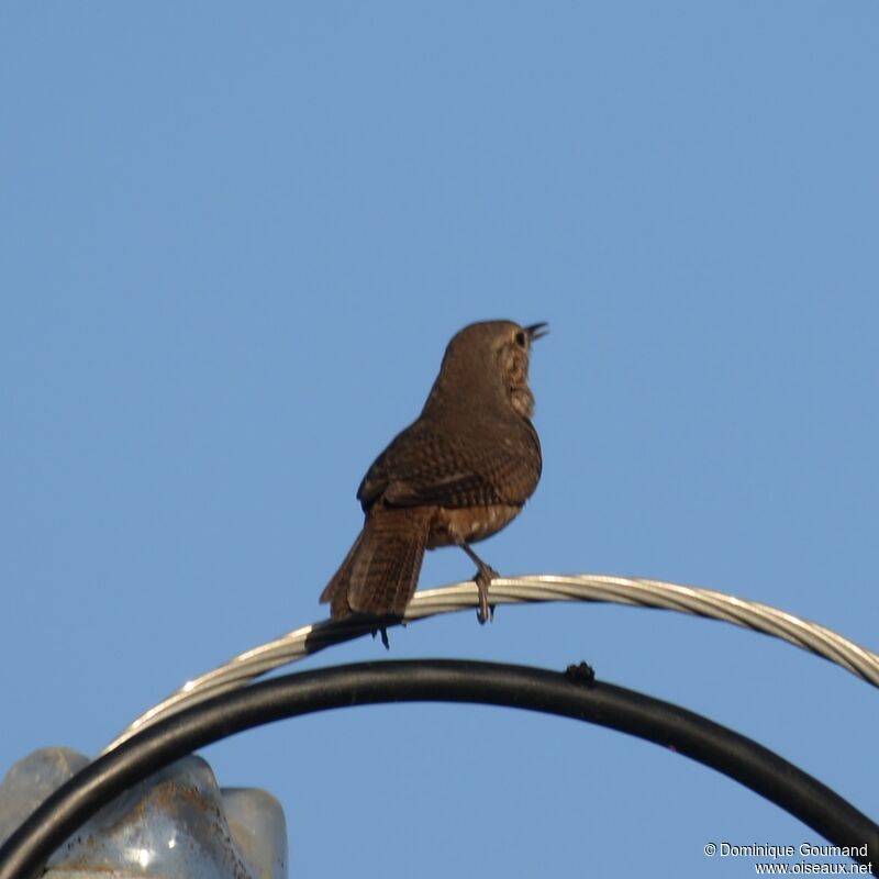 Southern House Wrenadult