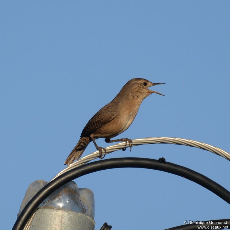 Southern House Wrenadult