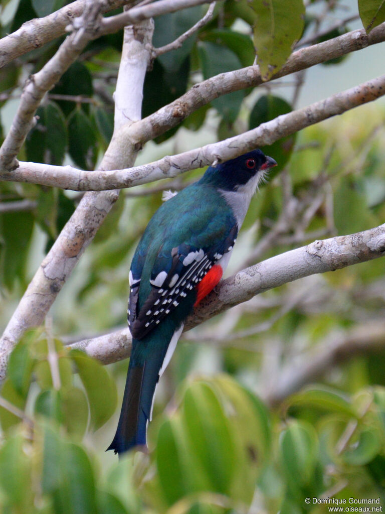 Trogon de Cubaadulte, identification