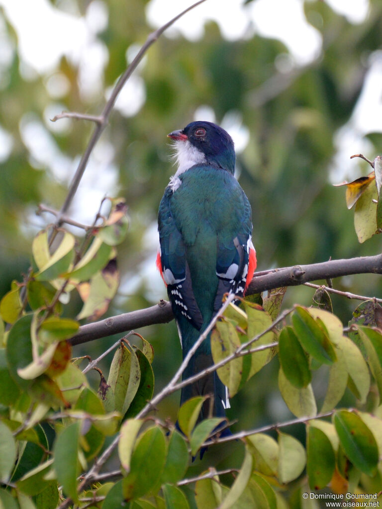 Trogon de Cuba