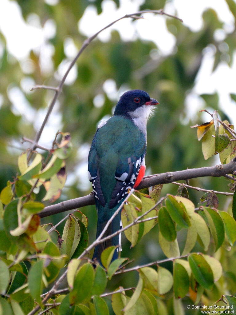 Trogon de Cuba