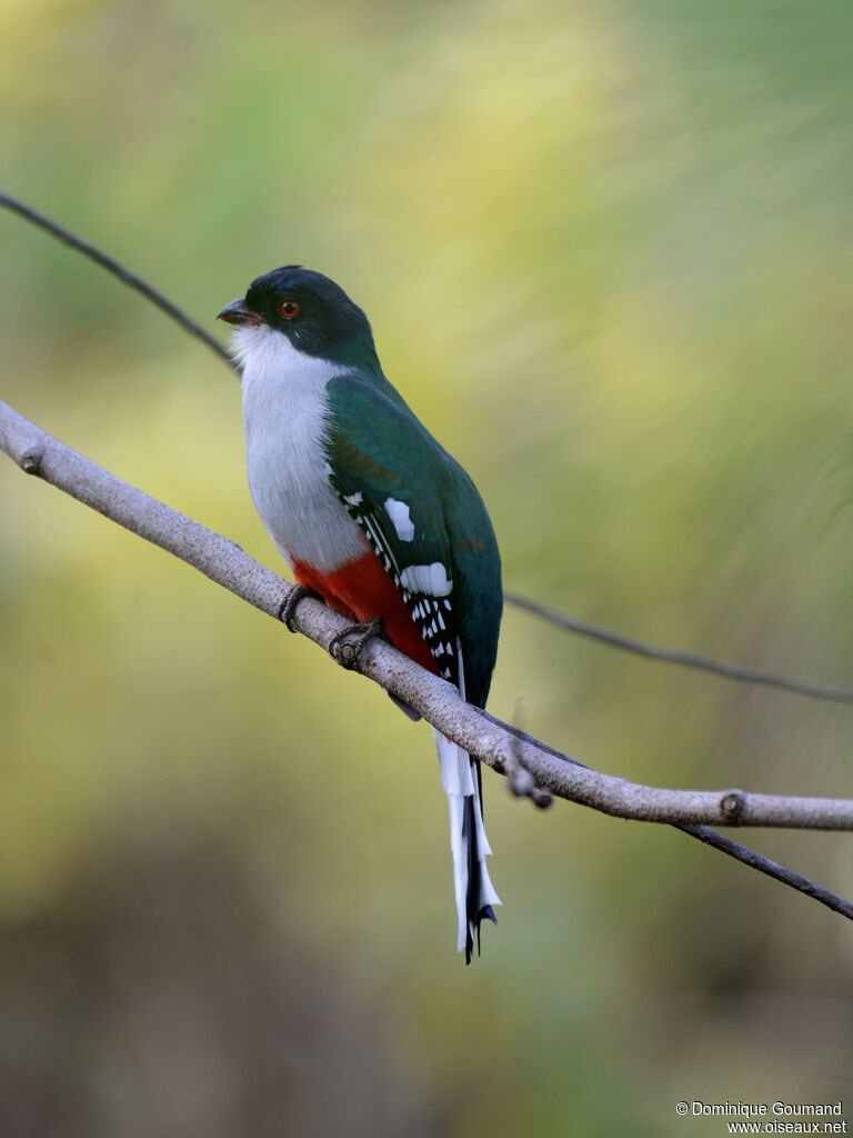 Cuban Trogon