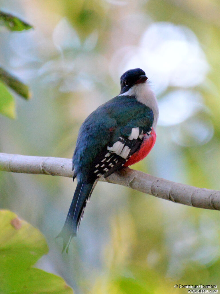 Trogon de Cuba
