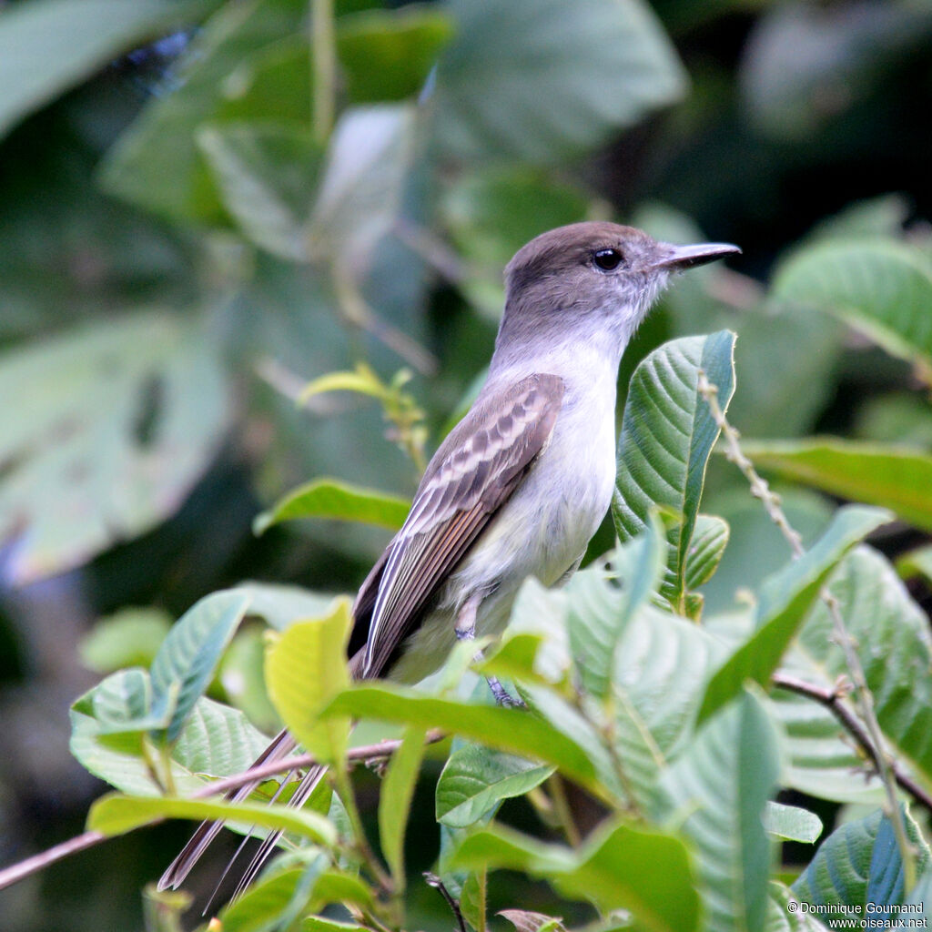 La Sagra's Flycatcher