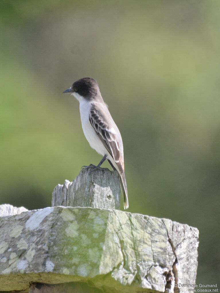 Tyran tête-policeadulte, identification