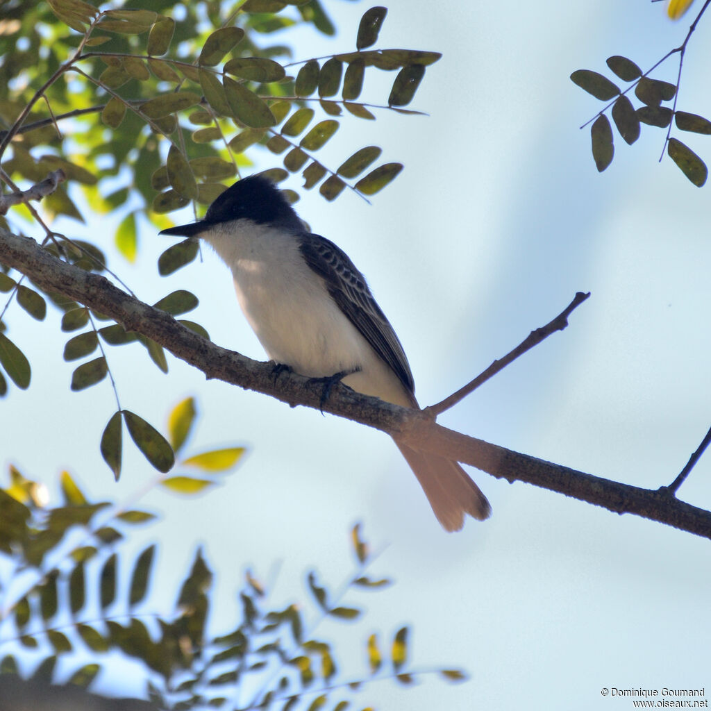 Loggerhead Kingbird