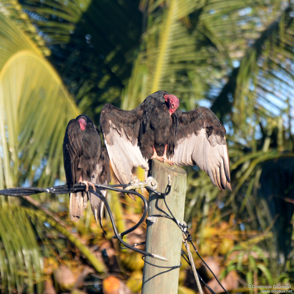 Turkey Vulture