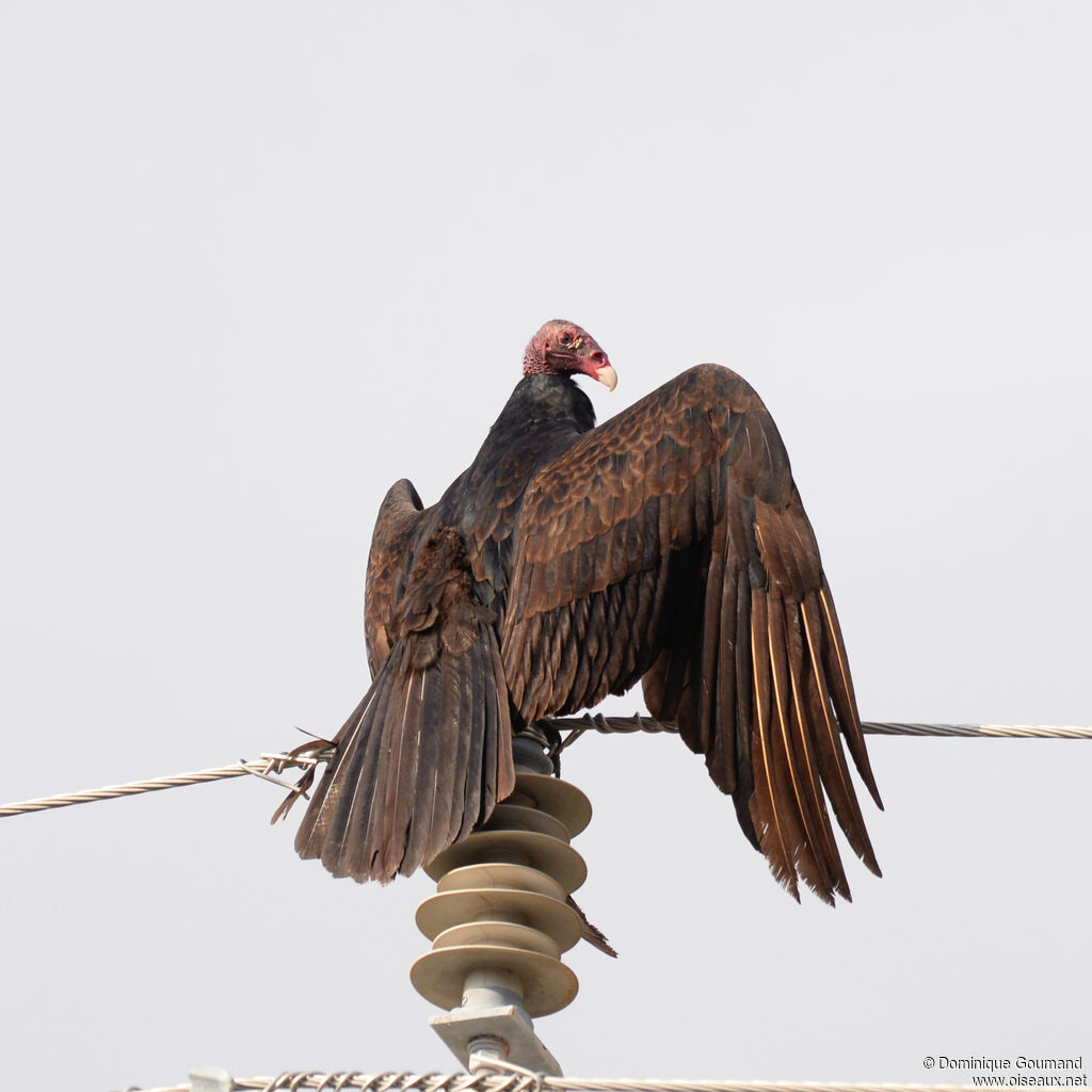 Urubu à tête rougeadulte, identification