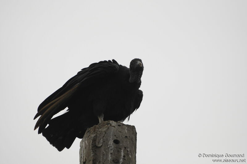 Black Vulture