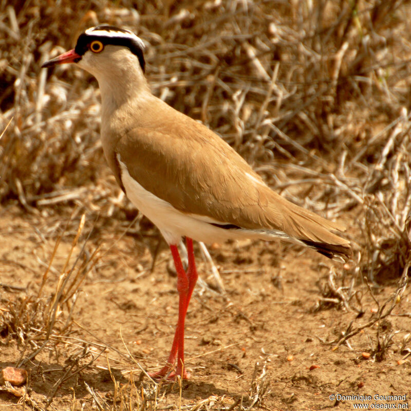 Crowned Lapwingadult