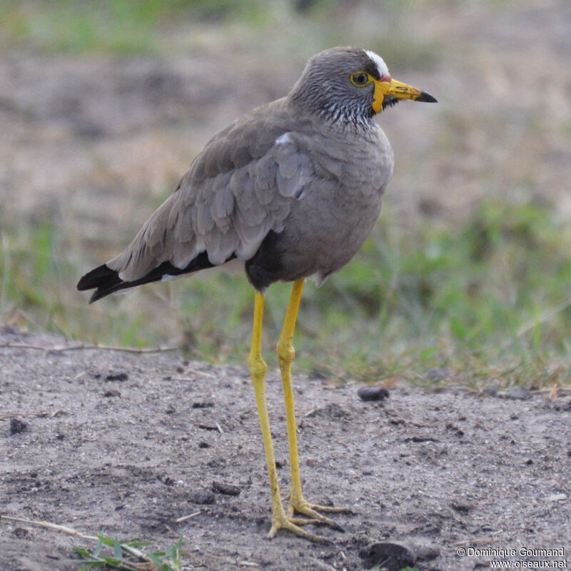 African Wattled Lapwingadult