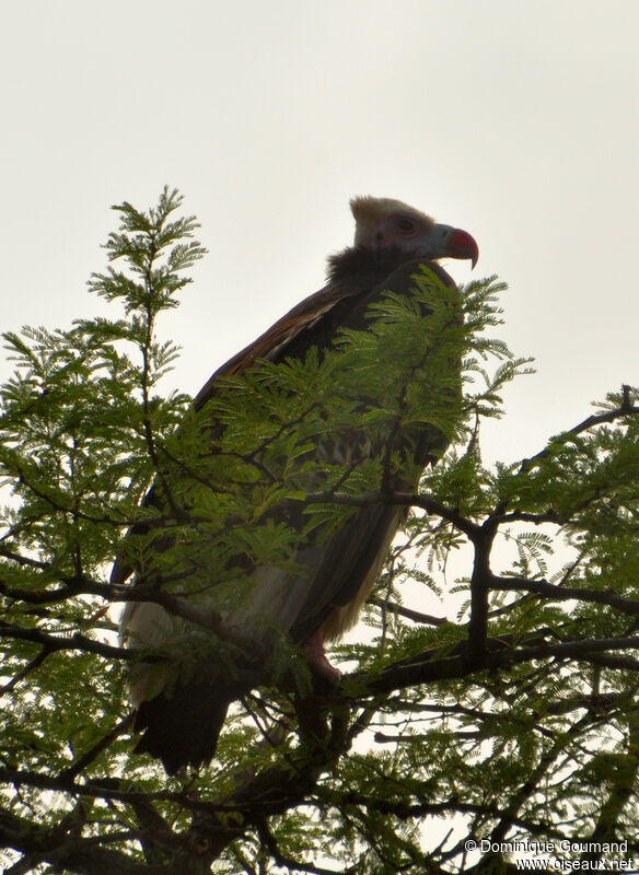 Vautour à tête blancheadulte