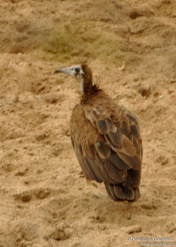 Hooded Vulture