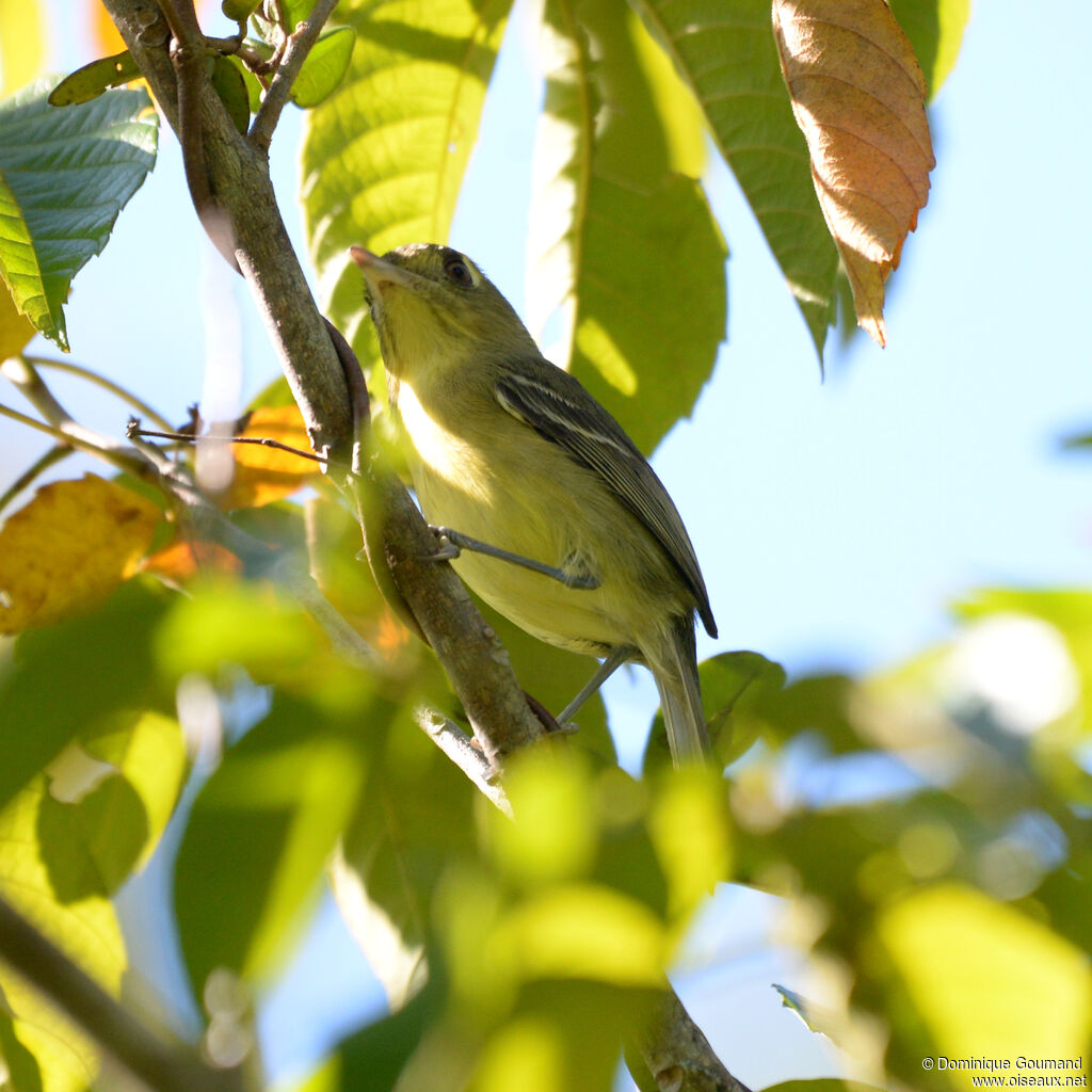 Cuban Vireo