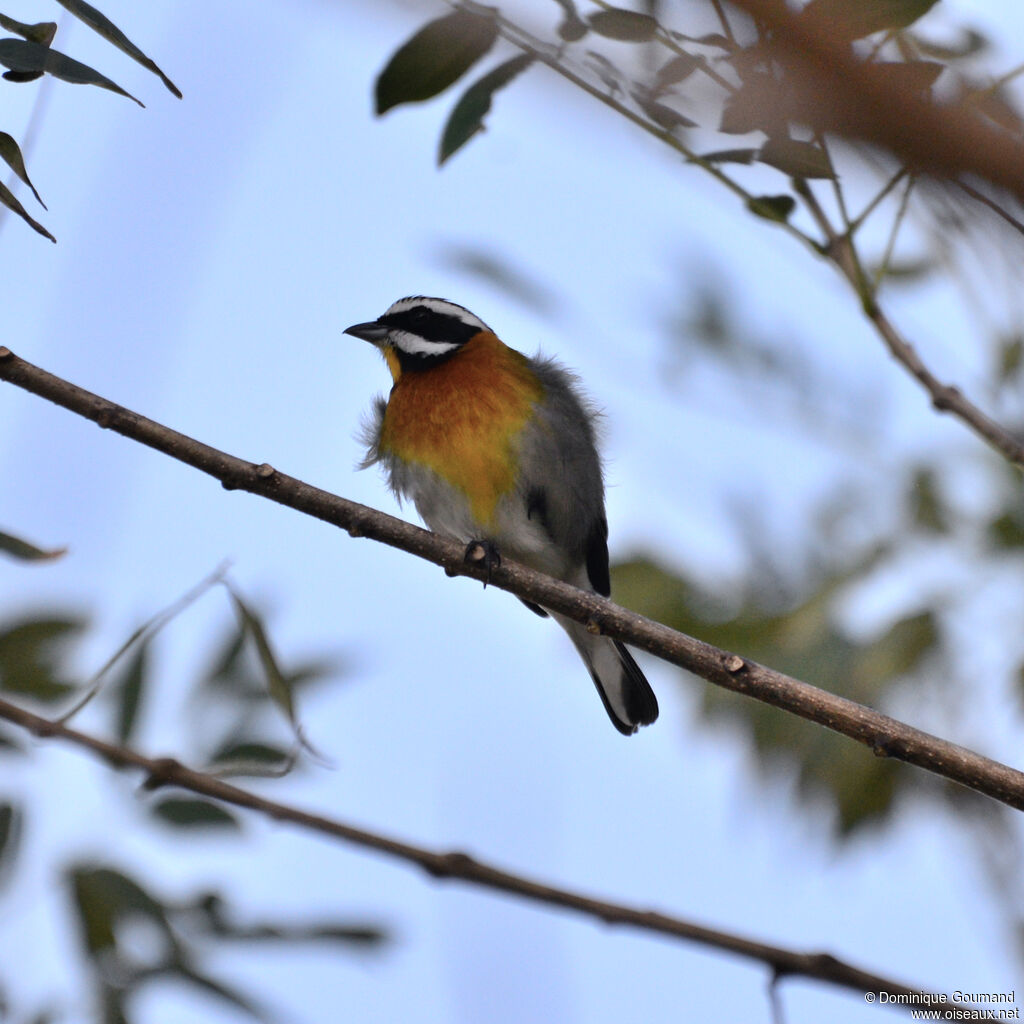 Western Spindalis