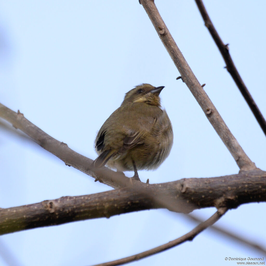 Western Spindalis
