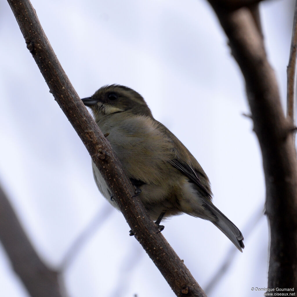 Western Spindalis