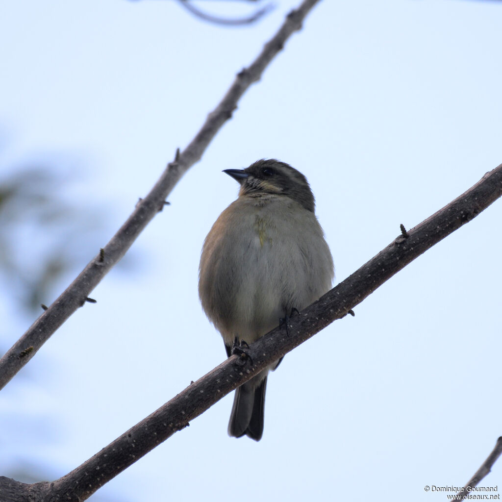 Western Spindalis
